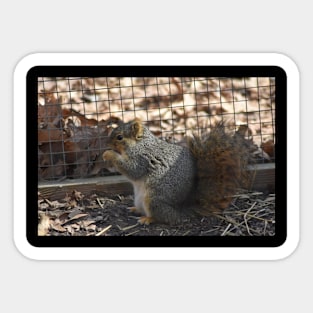 Squirrel Sticker